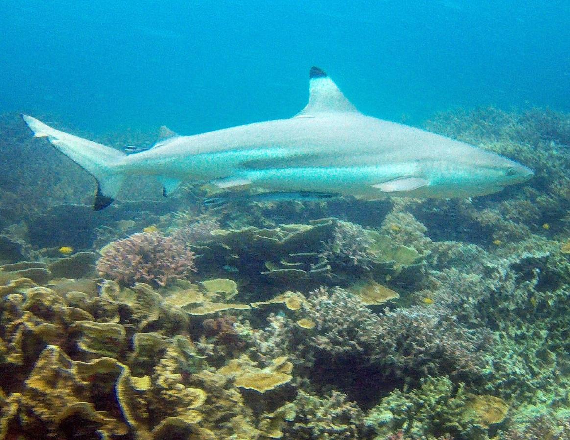 Go Deeper Tioman Tioman island Exterior photo